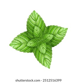 Fresh mint leaves, for decoration, vector menthol leaf.