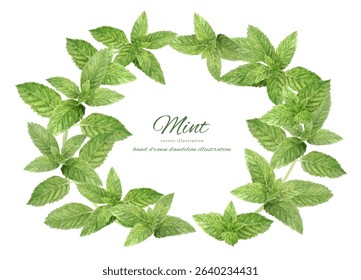 Fresh mint leaves drawn in watercolor