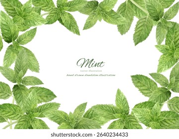 Fresh mint leaves drawn in watercolor