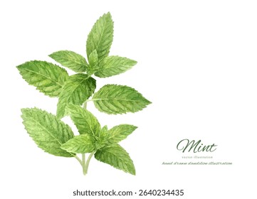 Fresh mint leaves drawn in watercolor