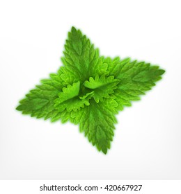 Fresh mint leaves. EPS10 