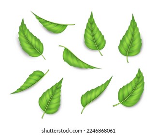 Fresh mint leaves for green herbal tea isolated realistic set on white background. Spearmint or peppermint leaf, aroma herb for cooking, bakery. 3d vector illustration