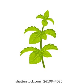 Fresh mint leaves growing on green stem
