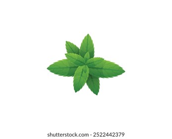 Fresh Mint Deixa A Ilustração. Fresh Mint Leaves Vetor Illustration - Design realista de ervas para projetos culinários, naturais e botânicos - Mint Herb em gráficos de folha detalhados