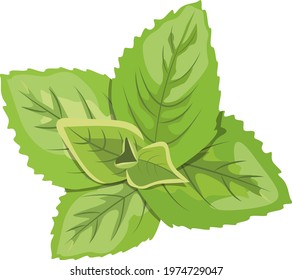 Fresh mint leaves isolated, bright green plant