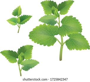 Fresh mint leaves isolated on white background.illustration