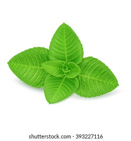 Fresh mint leaves isolated on white background. Realistic vector illustration.