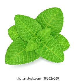 Fresh mint leaves isolated on white background. Realistic vector illustration.