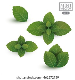 fresh mint leaves isolated on white background. Vector illustration.