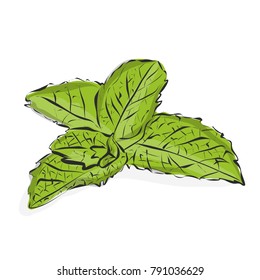 Fresh mint leaves isolated on white background.