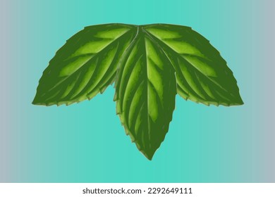 Fresh mint leaves on a blue background
