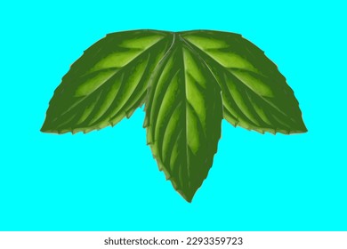Fresh mint leaves on a blue background