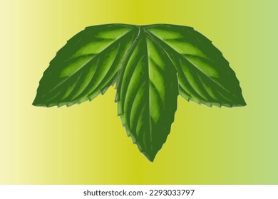 Fresh mint leaves on a green background