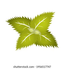 fresh mint leaves on isolated white background. Vector illustration. Peppermint leaves