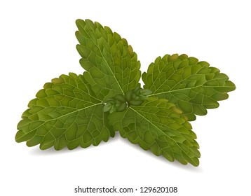 Fresh mint leaves on a white vector