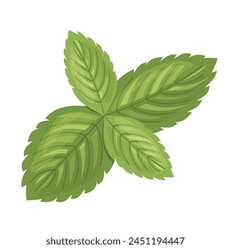 fresh mint leaves; perfect for adding a refreshing touch to culinary compositions or herbal-themed designs; food blogs, recipe cards- vector illustration