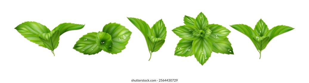 Fresh mint leaves, realistic leafages of peppermint. Vector isolated foliages and branches of spearmint. Natural organic ingredient for refreshing lemonade or mojito. Healthy herbal aroma of melissa