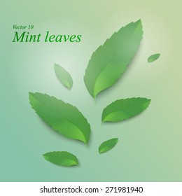 Fresh mint leaves. Refreshing mint background