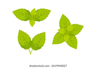 Fresh mint leaves showing vibrant green color on white background