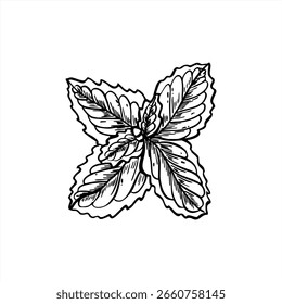 Fresh mint leaves top view monochrome vector illustration painted by black inks. Detailed black and white melissa branch sketch. Medical aromatic plant for herbal tea packaging, spa products.