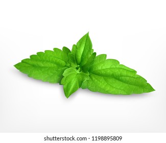 Fresh mint leaves. Vector icon. EPS10