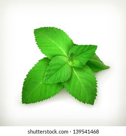 Fresh Mint Leaves, Vector Illustration