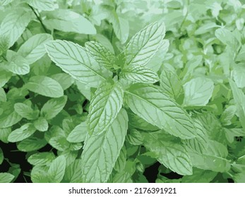 Fresh mint leaves vector illustration.