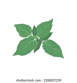 Fresh mint leaves. Vector illustration.