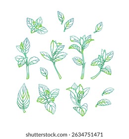 Hojas de menta fresca Ilustración vectorial. Elementos de boceto botánico.