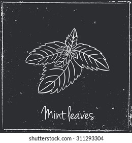 Fresh mint leaves, vector illustration