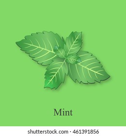 Fresh mint leaves, vector illustration.