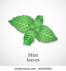 Fresh mint leaves, vector illustration.