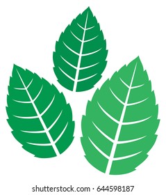 fresh mint leaves vector illustration