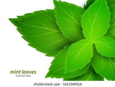Fresh mint on a white background. Menthol is a healthy scent. Herbal natural plant. Mint green leaves. Vector illustration for your design.