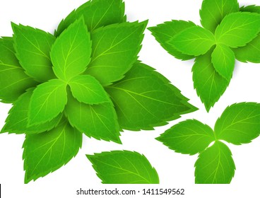 Fresh mint on a white background. Menthol is a healthy scent. Herbal natural plant. Mint green leaves. Vector illustration for your design.