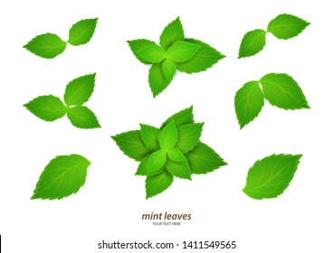 Fresh mint on a white background. Menthol is a healthy scent. Herbal natural plant. Mint green leaves. Vector illustration for your design.