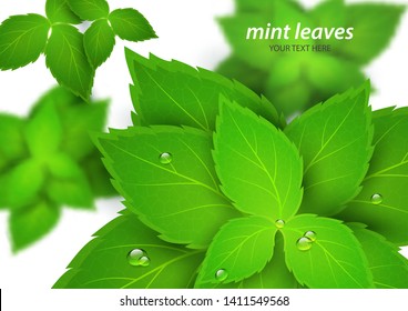 Fresh mint on a white background. Menthol is a healthy scent. Herbal natural plant. Mint green leaves. Vector illustration for your design.