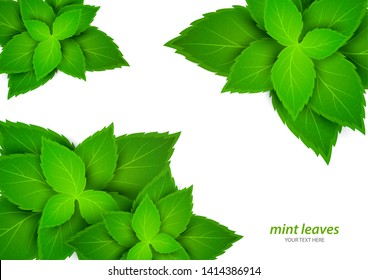 Fresh mint on a white background. Menthol is a healthy scent. Herbal natural plant. Mint green leaves. Vector illustration for your design.