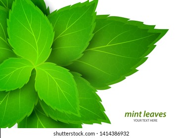 Fresh mint on a white background. Menthol is a healthy scent. Herbal natural plant. Mint green leaves. Vector illustration for your design.