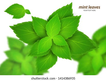 Fresh mint on a white background. Menthol is a healthy scent. Herbal natural plant. Mint green leaves. Vector illustration for your design.