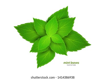 Fresh mint on a white background. Menthol is a healthy scent. Herbal natural plant. Mint green leaves. Vector illustration for your design.