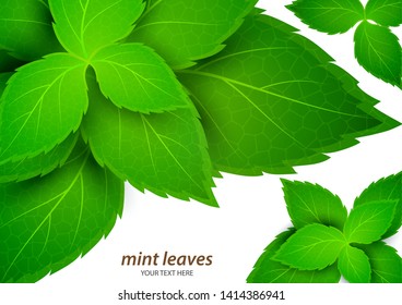 Fresh mint on a white background. Menthol is a healthy scent. Herbal natural plant. Mint green leaves. Vector illustration for your design.