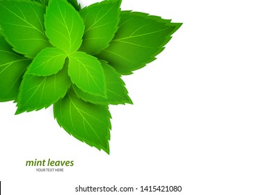 Fresh mint on a white background. Menthol is a healthy scent. Herbal natural plant. Mint green leaves. Vector illustration for your design.