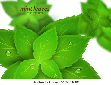 Fresh mint on a white background. Menthol is a healthy scent. Herbal natural plant. Mint green leaves. Vector illustration for your design.