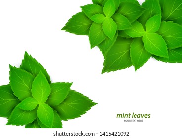 Fresh mint on a white background. Menthol is a healthy scent. Herbal natural plant. Mint green leaves. Vector illustration for your design.