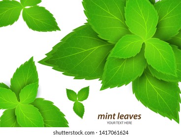 Fresh mint on a white background. Menthol is a healthy scent. Herbal natural plant. Mint green leaves. Vector illustration for your design.