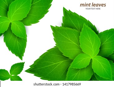 Fresh mint on a white background. Menthol is a healthy scent. Herbal natural plant. Mint green leaves. Vector illustration for your design.