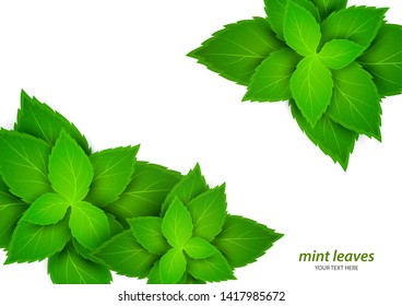 Fresh mint on a white background. Menthol is a healthy scent. Herbal natural plant. Mint green leaves. Vector illustration for your design.