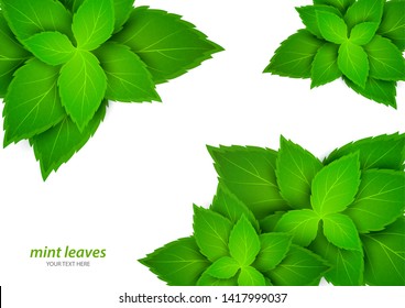 Fresh Mint On A White Background. Menthol Is A Healthy Scent. Herbal Natural Plant. Mint Green Leaves. Vector Illustration For Your Design.