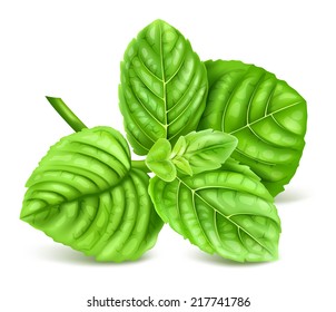 Fresh mint. Vector illustration.